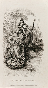 Неизвестный художник. Англия. 
Слон и тигр. 1818.