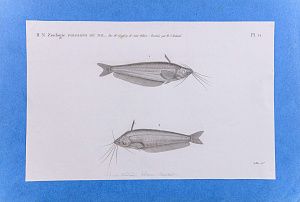 Неизвестный художник. Западная Европа. Сомы Нила. Лист из альбома "Описания Египта , или Сборника наблюдений и исследований, проведенных в Египте во время французской экспедиции". 1809-1829.