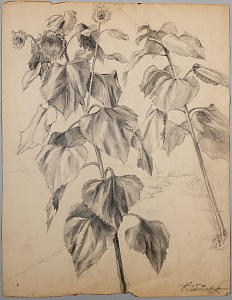 Чеботарёв Константин Константинович (1892-1974).
Подсолнухи. 1958.