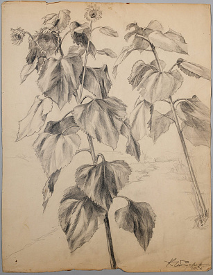 Чеботарёв Константин Константинович (1892-1974).
Подсолнухи. 1958.