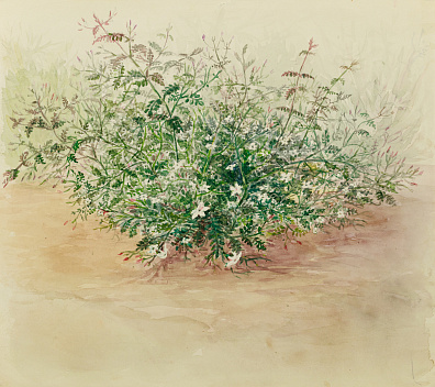 Зеленский Александр Николаевич (1882-1942). (?).Цветущий куст. 1920-е.