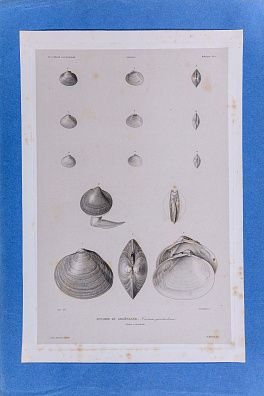 Кристоф Аннедуш (Christophe Annedouche) (1803-1866). Ракушки Гренландии. Лист из атласа "Путешествие по Исландии и Гренландии" Поля Гаймара. 1842.