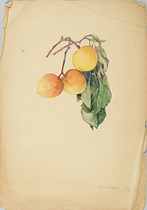 Зеленский Александр Николаевич (1882-1942).Абрикосы. 1925.