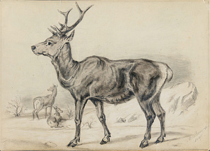 А.Бух (A.Bouch) (XIX век).
Олени. 1867.