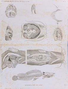 Неизвестный художник. Западная Европа. Африканский сом. Лист из альбома "Описания Египта , или Сборника наблюдений и исследований, проведенных в Египте во время французской экспедиции". 1809-1829.