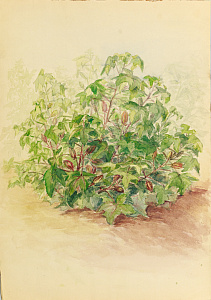 Зеленский Александр Николаевич (1882-1942). (?).Садовый куст. 1920-е.