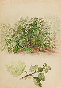 Зеленский Александр Николаевич (1882-1942). (?). 
Садовый куст. 1920-е.