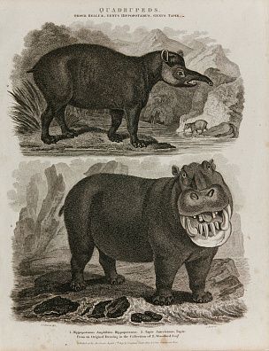 Джон Скотт (John Scott) (1774–1827), Сиденхэм Тист Эдвардс (Sydenham Teast Edwards) (1768-1819). Бегемот и тапир. Начало XIX века.